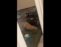 Black dog knows how to move cage