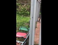 Dog flail around toy then hops to it