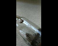 Person feed cricket to praying mantis on jar