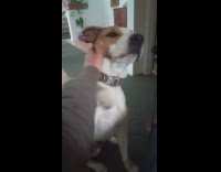 Dog grab hand for pets on belly 