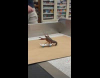 Crawfish riding on finger skateboard