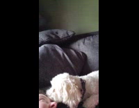 White dog hugs woman when told adopted