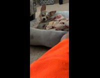 Pet dog fights the sleepiness on its dog bed