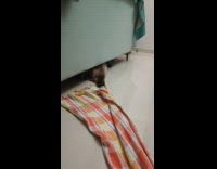 Cat being pulled by owner under couch