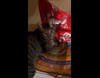 Cat eat food from sack gets caught