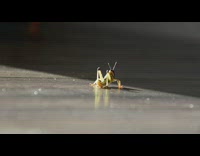 Bearded Dragon crawls and then catches the grasshopper to eat