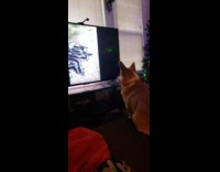 Dog watching daily dose of internet