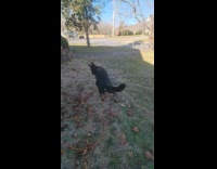 Girl use dried leaves play with dog