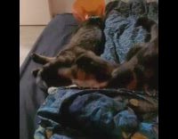 Cat plays with tail orange cone bed