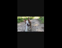 Brown puppy dog black collar runs outside 