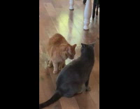 Two cats stare wrestle play white table 