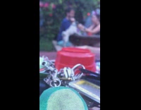 Dog pug climb table steady photo shoot