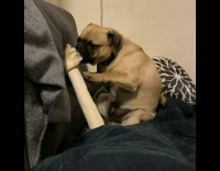 Pug Chews on Large Bone Treat 