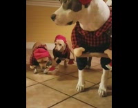 Three dogs wearing lumberjack costumes for halloween