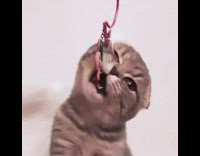 Cat bites pink sequin cherry keychain 