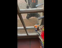 Large black dog toy gun laser mat