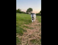 Collab AnimalIG - Woman shows her cats different personalities 