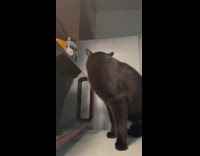 Black cat steals food from microwave 