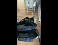 Girl pushes cat in baby stroller house