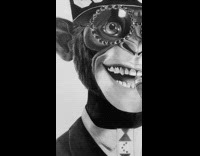 Drawing of monkey smoking cigar 