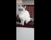Kitten sits on mat while girl bakes 