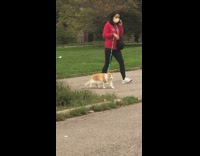 Girl walks brown cat green leash park