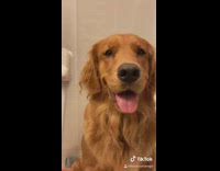 Girl holds toothbrush golden retriever dog drools