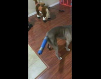 Guy puts pool noodle over dogs tail 