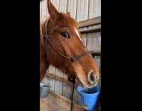 Brown horse gives side eye