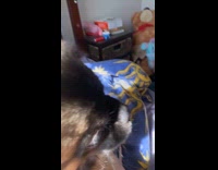 Collab PLC - Dog play biting on bed 