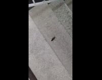 Black bug on the stairs measured with filmers shoes