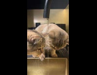 Cats tries to catch water from faucet