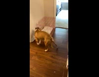 Brown white dog goes in pink crate 