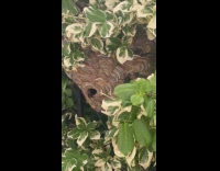 Submitter shows hornets nest hang on fence