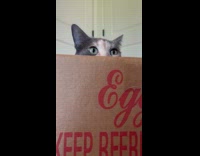 Cat loves to sit inside the box