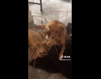 Dogs tangled on knitting wool 