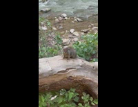 Wild squirrel on tree trunk near creek