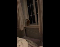 Cone cat jumps around bed