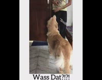 Golden retriever dog baby bird become friends 