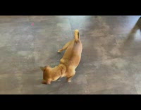 Small brown dog chases laser around floor