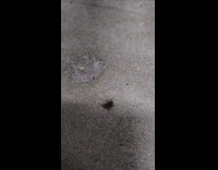 Fly on ground spin on its back
