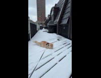 Collab PLC - Cat experience snow for the first time
