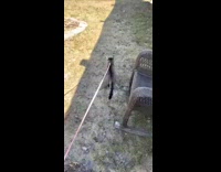 Cat in backyard breaks from pink leash and runs away 