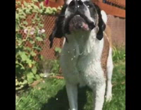 brown dog shaking of water in slow motion