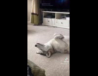 Dog laying on carpet on back singing 