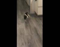 Puppy dog runs fast down hallway, grey wood floor