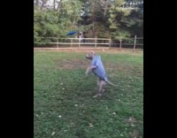 Dog catches blue frisbee in reverse 