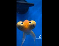 Collab Clips MPUGC - Woman makes fun weird fish 