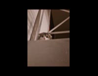 Cat peeks to filmer up the stairs