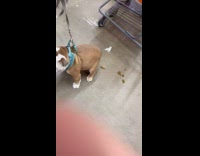 Dog poop inside the Home Depot floor